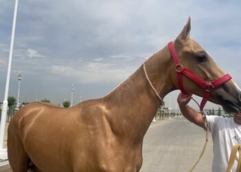 The Netherlands’ Biggest Horse Event: The World Championship of the Legendary Akhal-Teke Horses
