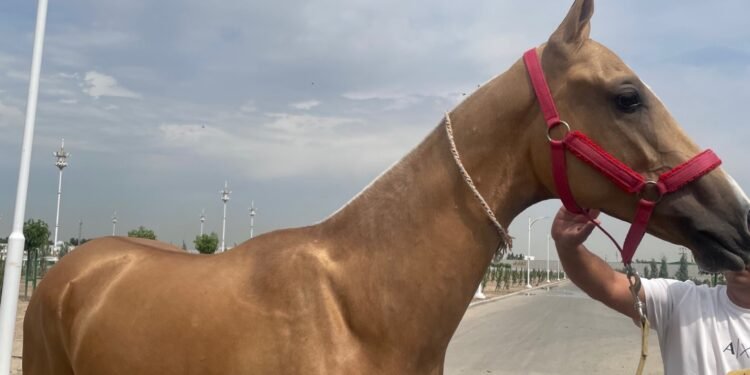 The Netherlands’ Biggest Horse Event: The World Championship of the Legendary Akhal-Teke Horses The Netherlands’ Biggest Horse Event: The World Championship of the Legendary Akhal-Teke Horses