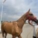 The Netherlands’ Biggest Horse Event: The World Championship of the Legendary Akhal-Teke Horses The Netherlands’ Biggest Horse Event: The World Championship of the Legendary Akhal-Teke Horses